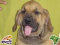 In Memorian - Fila Brasileiro Dourado - Canil Singular - Minotauro